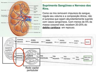 Suprimento Sangüíneo e Nervoso dos
               Rins.
               Como os rins removem impureza do sangue,
               regula seu volume e a composição iônica, não
               é surpresa que sejam abundantemente suprido
               com vasos sangüíneos. Com menos de 5% da
               massa corporal total, recebem 20-25% do
               debito cardíaco em repouso.




Rede capilar
 peritubular
 