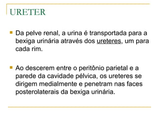URETER

   Da pelve renal, a urina é transportada para a
    bexiga urinária através dos ureteres, um para
    cada rim.

   Ao descerem entre o peritônio parietal e a
    parede da cavidade pélvica, os ureteres se
    dirigem medialmente e penetram nas faces
    posterolaterais da bexiga urinária.
 