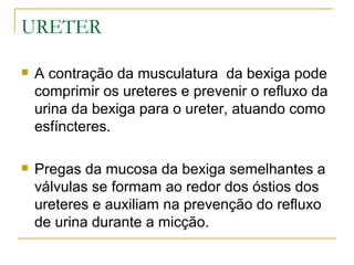 URETER

   A contração da musculatura da bexiga pode
    comprimir os ureteres e prevenir o refluxo da
    urina da bexiga para o ureter, atuando como
    esfíncteres.

   Pregas da mucosa da bexiga semelhantes a
    válvulas se formam ao redor dos óstios dos
    ureteres e auxiliam na prevenção do refluxo
    de urina durante a micção.
 