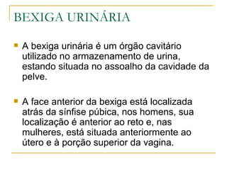 BEXIGA URINÁRIA
   A bexiga urinária é um órgão cavitário
    utilizado no armazenamento de urina,
    estando situada no assoalho da cavidade da
    pelve.

   A face anterior da bexiga está localizada
    atrás da sínfise púbica, nos homens, sua
    localização é anterior ao reto e, nas
    mulheres, está situada anteriormente ao
    útero e à porção superior da vagina.
 
