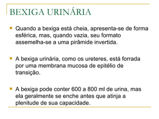 BEXIGA URINÁRIA
   Quando a bexiga está cheia, apresenta-se de forma
    esférica, mas, quando vazia, seu formato
    assemelha-se a uma pirâmide invertida.

   A bexiga urinária, como os ureteres, está forrada
    por uma membrana mucosa de epitélio de
    transição.

   A bexiga pode conter 600 a 800 ml de urina, mas
    ela geralmente se enche antes que atinja a
    plenitude de sua capacidade.
 