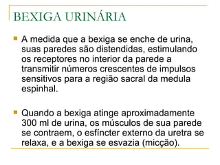 BEXIGA URINÁRIA
   A medida que a bexiga se enche de urina,
    suas paredes são distendidas, estimulando
    os receptores no interior da parede a
    transmitir números crescentes de impulsos
    sensitivos para a região sacral da medula
    espinhal.

   Quando a bexiga atinge aproximadamente
    300 ml de urina, os músculos de sua parede
    se contraem, o esfíncter externo da uretra se
    relaxa, e a bexiga se esvazia (micção).
 