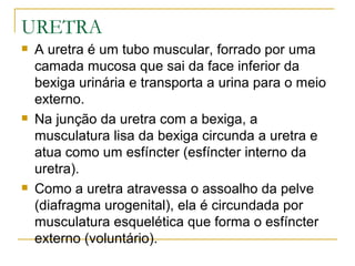 URETRA
   A uretra é um tubo muscular, forrado por uma
    camada mucosa que sai da face inferior da
    bexiga urinária e transporta a urina para o meio
    externo.
   Na junção da uretra com a bexiga, a
    musculatura lisa da bexiga circunda a uretra e
    atua como um esfíncter (esfíncter interno da
    uretra).
   Como a uretra atravessa o assoalho da pelve
    (diafragma urogenital), ela é circundada por
    musculatura esquelética que forma o esfíncter
    externo (voluntário).
 