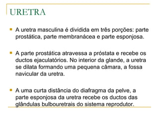 URETRA
   A uretra masculina é dividida em três porções: parte
    prostática, parte membranácea e parte esponjosa.

   A parte prostática atravessa a próstata e recebe os
    ductos ejaculatórios. No interior da glande, a uretra
    se dilata formando uma pequena câmara, a fossa
    navicular da uretra.

   A uma curta distância do diafragma da pelve, a
    parte esponjosa da uretra recebe os ductos das
    glândulas bulbouretrais do sistema reprodutor.
 