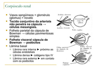 Corpúsculo renal

   Vasos sangüíneos = glomérulo
    (glomus) = novelo
   Tecido conjuntivo da arteríola
    não penetra na cápsula →
    células mesangiais.
   Folheto parietal da cápsula de
    Bowman → células pavimentosas
    simples
   Folheto visceral cápsula de
    Bowman → podócitos
   Lâmina basal
       Lâmina rara interna ► próximo as
        células endoteliais
       Lâmina densa ► colágeno tipo IV
       Lâmina rara externa ► em contato
        com os podócitos
 