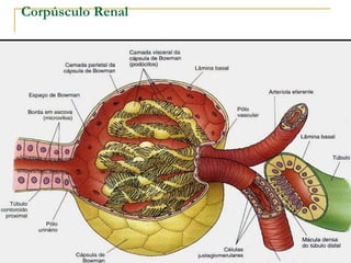 Corpúsculo Renal
 