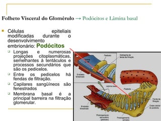 Folheto Visceral do Glomérulo → Podócitos e Lâmina basal

   Células            epiteliais
    modificadas    durante      o
    desenvolvimento
    embrionário: Podócitos
       Longas       e     numerosas
        projeções citoplasmáticas,
        semelhantes à tentáculos e
        processos secundários que
        são os pedicelos.
       Entre os pedicelos há
        fendas de filtração.
       Capilares sangüíneos são
        fenestrados
       Membrana        basal     é   a
        principal barreira na filtração
        glomerular.
 