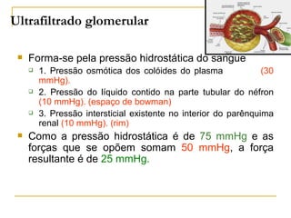 Ultrafiltrado glomerular

    Forma-se pela pressão hidrostática do sangue
        1. Pressão osmótica dos colóides do plasma               (30
         mmHg).
        2. Pressão do líquido contido na parte tubular do néfron
         (10 mmHg). (espaço de bowman)
        3. Pressão intersticial existente no interior do parênquima
         renal (10 mmHg). (rim)
    Como a pressão hidrostática é de 75 mmHg e as
     forças que se opõem somam 50 mmHg, a força
     resultante é de 25 mmHg.
 