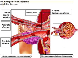 The Juxtaglomerular Apparatus
Label this diagram:


                                                             Células
   Túbulo                        Mácula Densa                justaglomerulares
   (ducto
   coletor)


  Arteríola
  aferente




 Arteríola
 eferente




  Células mesangiais extraglomerulares          Células mesangiais intraglomerulares
 