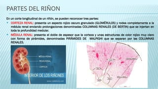 SISTEMA URINARIO ANATOMIA Y FISIOLOGIA. | PPTX
