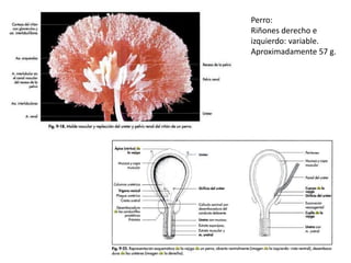 Sistema urinario animales | PPTX