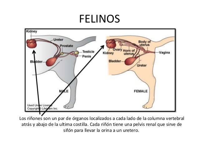 Resultado de imagen para imagenes riñones canino
