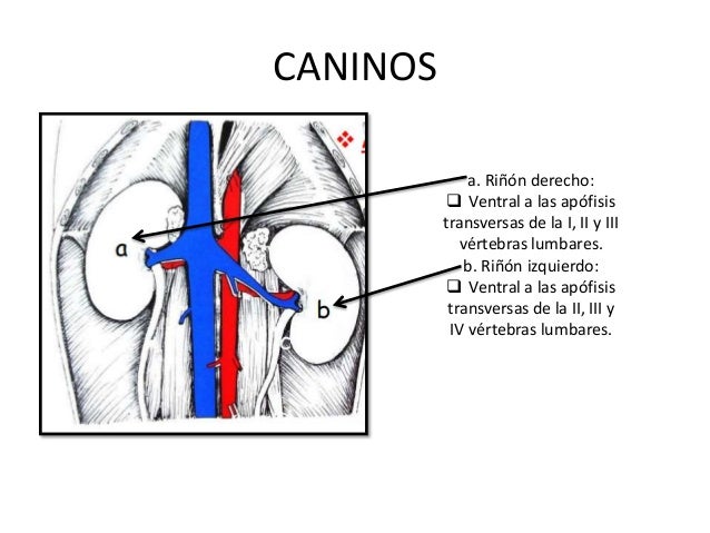 Sistema urinario animales