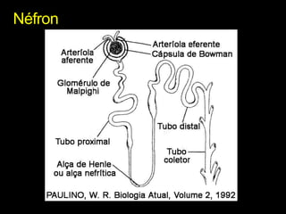 Néfron