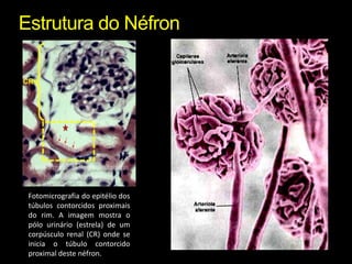 Estrutura do NéfronFotomicrografia do epitélio dos túbulos contorcidos proximais do rim. A imagem mostra o pólo urinário (estrela) de um corpúsculo renal (CR) onde se inicia o túbulo contorcido proximal deste néfron.