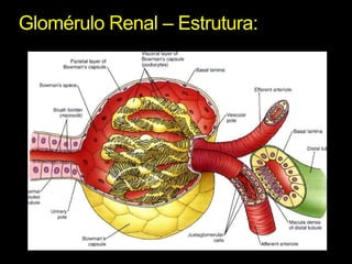 Glomérulo Renal – Estrutura: