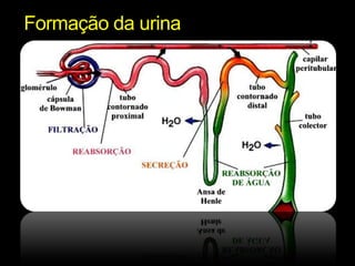 Formação da urina