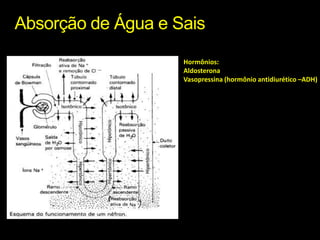 Absorção de Água e SaisHormônios:AldosteronaVasopressina (hormônio antidiurético –ADH)