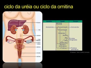ciclo da uréia ou ciclo da ornitina
