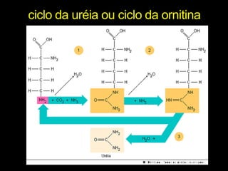 ciclo da uréia ou ciclo da ornitina