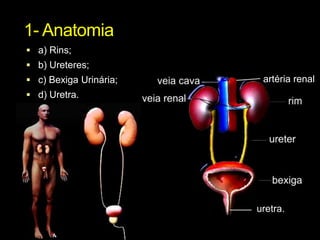 1- Anatomiaa) Rins;b) Ureteres;c) Bexiga Urinária;d) Uretra.artéria renaluretra.