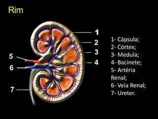Rim1- Cápsula;2- Córtex;3- Medula;4- Bacinete;5- Artéria Renal;6- Veia Renal;7- Ureter.