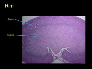 RimCórtexMedula