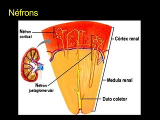 Néfrons
