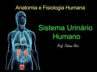 Anatomia e Fisiologia Humana,[object Object],Sistema Urinário Humano,[object Object],Prof. Fabiano Reis,[object Object]