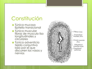 Constitución
 Túnica mucosa
Epitelio transicional
 Túnica muscular
fibras de musculo liso
longitudinales y
circulares
 ...