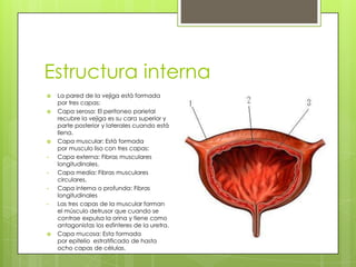 Estructura interna
 La pared de la vejiga está formada
por tres capas:
 Capa serosa: El peritoneo parietal
recubre la ve...