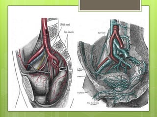 Arterias renales
accesorias
Variantes de la
vascularización
supernumerarias
•Encima o debajo
de la arteria renal
principal...