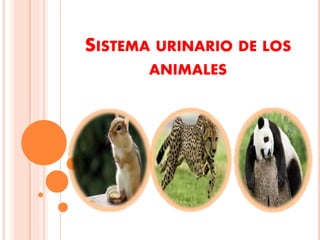 SISTEMA URINARIO DE LOS
ANIMALES
 