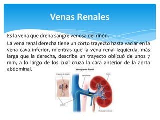 Sistema urinario en el ser humano | PPTX