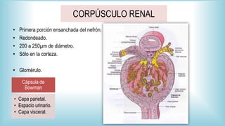 Sistema Urinario Histología.
