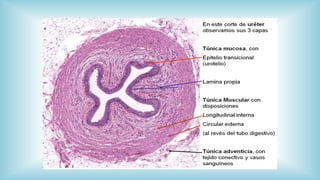 Sistema Urinario Histología.
