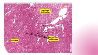 Sistema urinario Histología Sistema urinario Histología | PDF