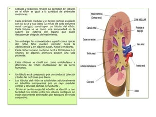 SISTEMA URINARIO histologia acomodado.pptx