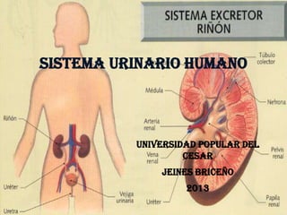 SISTEMA URINARIO HUMANO



          UNIVERSIDAD POPULAR DEL
                   CESAR
              JEINES BRICEÑO
                   2013
 