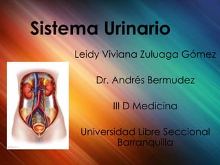 SistemaUrinario Leidy Viviana Zuluaga Gómez Dr. Andrés Bermudez III D Medicina Universidad Libre Seccional Barranquilla 