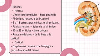 SISTEMA URINARIO OF BETINHA.pdf Histologia | PDF