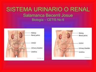 SISTEMA URINARIO O RENAL Salamanca Becerril Josue Biología – CETIS No 6 