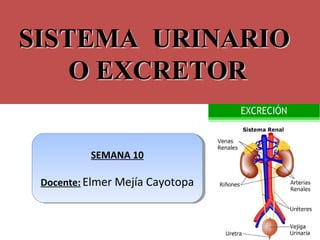 SISTEMA URINARIOSISTEMA URINARIO
O EXCRETORO EXCRETOR
SEMANA 10
Docente: Elmer Mejía Cayotopa
SEMANA 10
Docente: Elmer Mejía Cayotopa
 