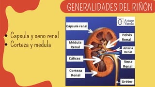 Histologia del sistema urinario - riñones | PDF