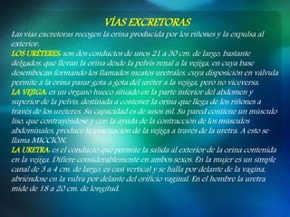 VÍAS EXCRETORAS
Las vías excretoras recogen la orina producida por los riñones y la expulsa al
exterior:
LOS URÉTERES: son dos conductos de unos 21 a 30 cm. de largo, bastante
delgados, que llevan la orina desde la pelvis renal a la vejiga, en cuya base
desembocan formando los llamados meatos uretrales, cuya disposición en válvula
permite a la orina pasar gota a gota del uréter a la vejiga, pero no viceversa.
LA VEJIGA: es un órgano hueco situado en la parte inferior del abdomen y
superior de la pelvis, destinada a contener la orina que llega de los riñones a
través de los uréteres. Su capacidad es de unos ml. Su pared contiene un músculo
liso, que contrayéndose y con la ayuda de la contracción de los músculos
abdominales, produce la evacuación de la vejiga a través de la uretra. A esto se
llama MICCIÓN.
LA URETRA: es el conducto que permite la salida al exterior de la orina contenida
en la vejiga. Difiere considerablemente en ambos sexos. En la mujer es un simple
canal de 3 a 4 cm. de largo, es casi vertical y se halla por delante de la vagina,
abriéndose en la vulva por delante del orificio vaginal. En el hombre la uretra
mide de 18 a 20 cm. de longitud.
 
