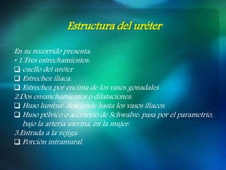 Estructura del uréter
En su recorrido presenta:
• 1.Tres estrechamientos:
 cuello del uréter
 Estrechez ilíaca.
 Estrechez por encima de los vasos gonadales
2.Dos ensanchamientos o dilataciones:
 Huso lumbar: desciende hasta los vasos ilíacos.
 Huso pélvico o accesorio de Schwalve: pasa por el parametrio,
bajo la arteria uterina, en la mujer.
3.Entrada a la vejiga:
 Porción intramural.
 
