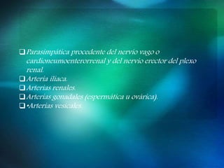 Parasimpática procedente del nervio vago o
cardioneumoenterorrenal y del nervio erector del plexo
renal.
Arteria ilíaca.
Arterias renales.
Arterias gonadales (espermática u ovárica).
•Arterias vesicales.
 