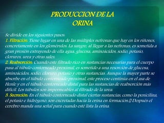 PRODUCCION DE LA
ORINA
Se divide en los siguientes pasos:
1. Filtración: Tiene lugar en una de las múltiples nefronas que hay en los riñones,
concretamente en los glomérulos. La sangre, al llegar a las nefronas, es sometida a
gran presión extrayendo de ella agua, glucosa, aminoácidos, sodio, potasio,
cloruros, urea y otras sales.
2. Reabsorción: Cuando este filtrado rico en sustancias necesarias para el cuerpo
pasa al túbulo contorneado proximal, es sometido a una resorción de glucosa,
aminoácidos, sodio, cloruro, potasio y otras sustancias. Aunque la mayor parte se
absorbe en el túbulo contorneado proximal, este proceso continúa en el asa de
Henle y en el túbulo contorneado distal para las sustancias de reabsorción más
difícil. Los túbulos son impermeables al filtrado de la urea.
3. Secreción: En el túbulo contorneado distal ciertas sustancias, como la penicilina,
el potasio e hidrógeno, son excretadas hacia la orina en formación. Después el
cerebro manda una señal para cuando esté lista la orina.
 