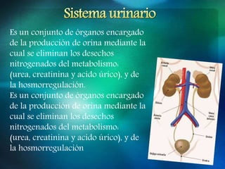 Es un conjunto de órganos encargado
de la producción de orina mediante la
cual se eliminan los desechos
nitrogenados del metabolismo:
(urea, creatinina y acido úrico), y de
la hosmorregulación.
Es un conjunto de órganos encargado
de la producción de orina mediante la
cual se eliminan los desechos
nitrogenados del metabolismo:
(urea, creatinina y acido úrico), y de
la hosmorregulación
 