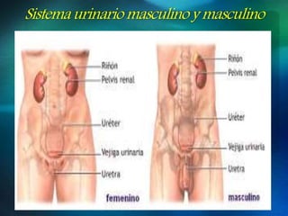 Sistema urinario masculino y masculino
 